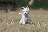 WESTIE 171